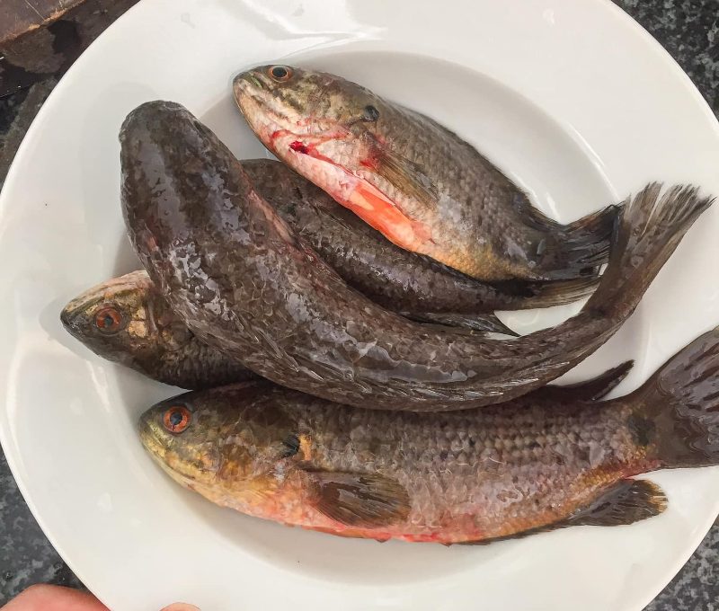 Cách làm món Bún cá rô đồng Bắc Bộ